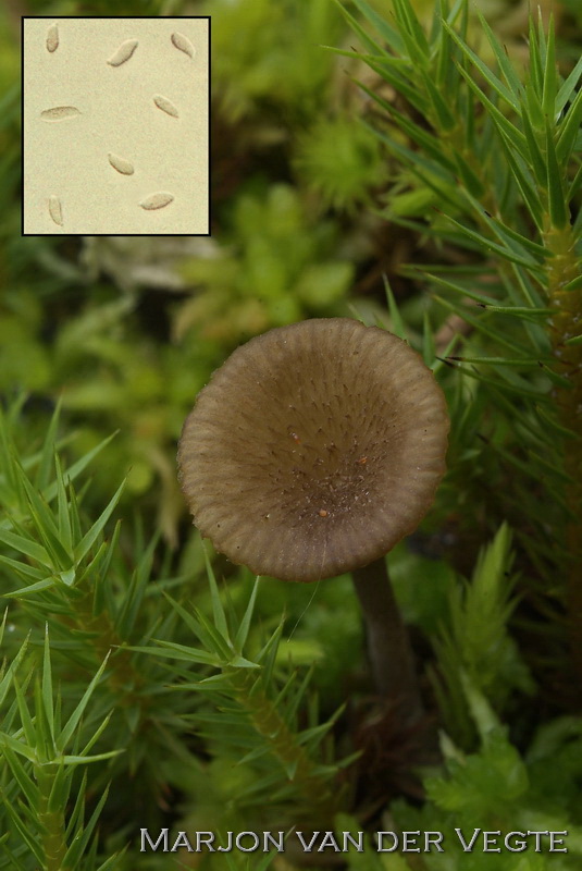 Schubbig veenmostrechtertje - Omphalina gerardiana